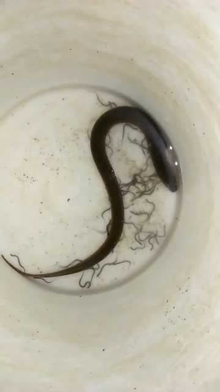 黄鳝生下来太小了吧