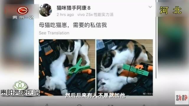 又一大学生虐猫!竟还公开兜售虐猫视频,官方回应来了