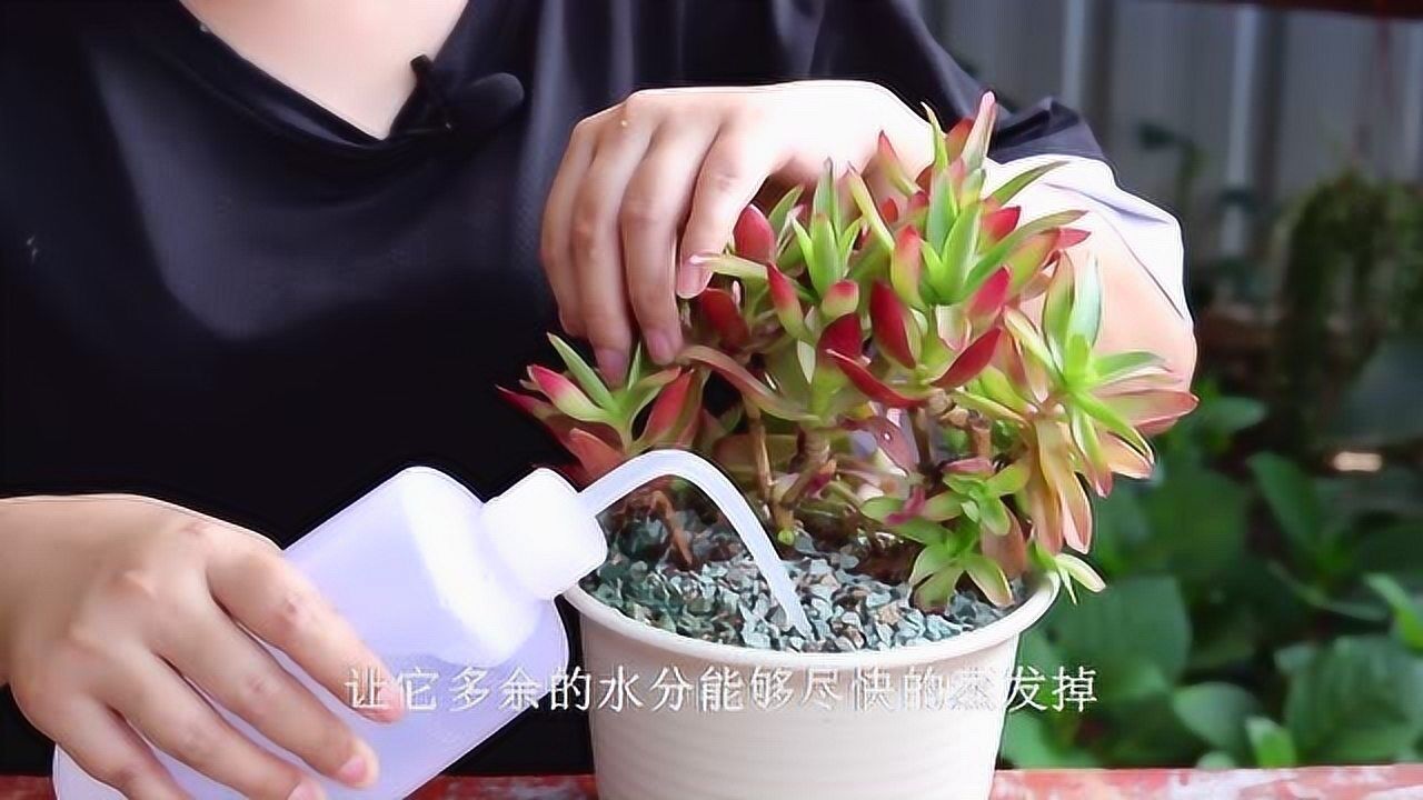 夏季给多肉浇水牢记这几个要点不黑腐更安全