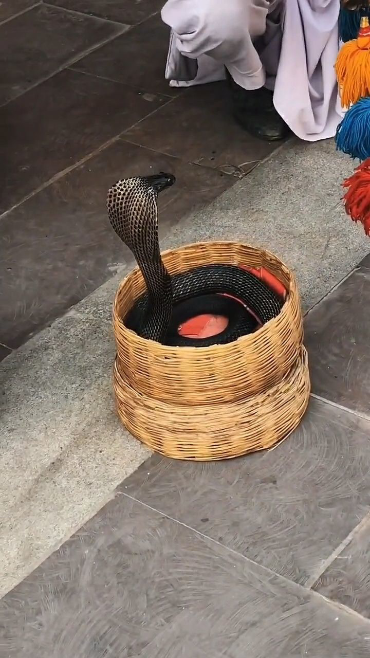 印度街头的舞蛇人这真是一个技术活啊