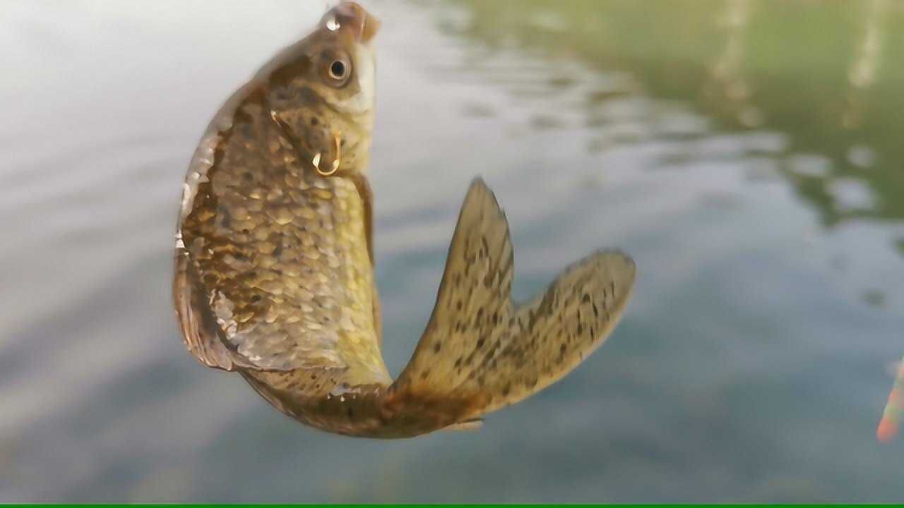 釣魚實戰205,驅車300公里釣鯽魚,全身芝麻斑點,這樣的鯽魚才叫極品