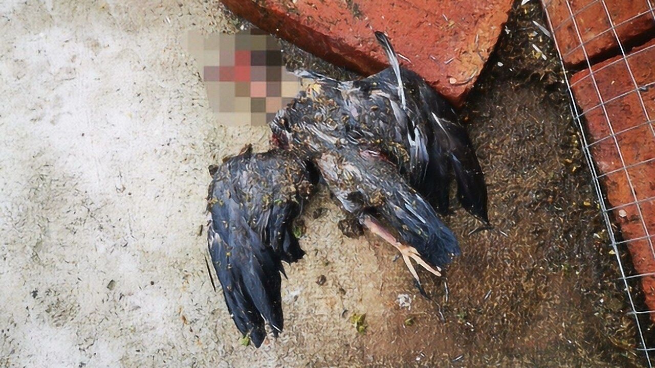 鸽棚里的鸽子无缘无故相继死亡 谁才是真正的罪魁祸首
