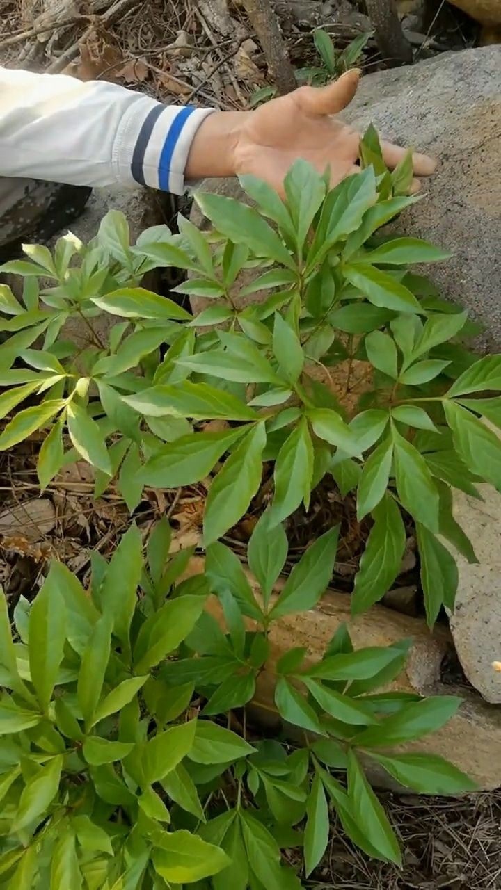 芍药味苦,主邪气腹痛肝气乘脾则痛,敛肝气则痛除