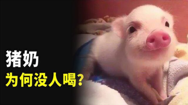 没人喝猪奶,这是为什么?