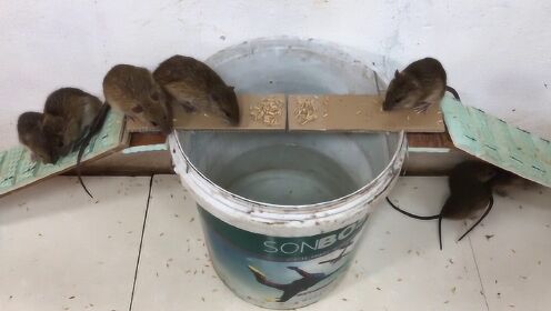农村小伙自制捕鼠神器，只需一个水桶，家里的老鼠全扫光光！