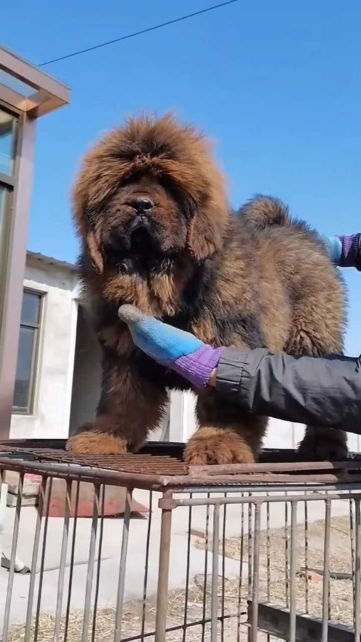 三个月大的母藏獒看着也不小,比一般家养的狗大很多