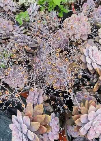 家里的华丽风车开花了,花瓣真的特别的漂亮!