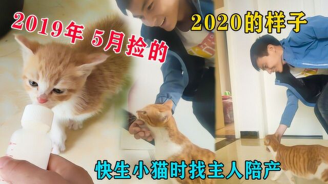 2019年5月份捡的幼猫,一年后要生小猫时,用嘴叼着主人陪产看哭了