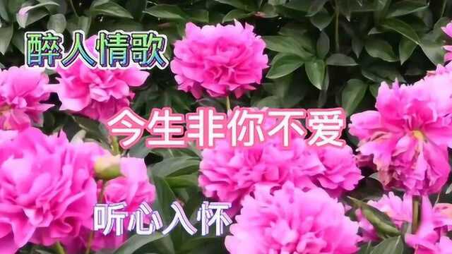 《今生非你不爱》风靡全国的情歌新.唱