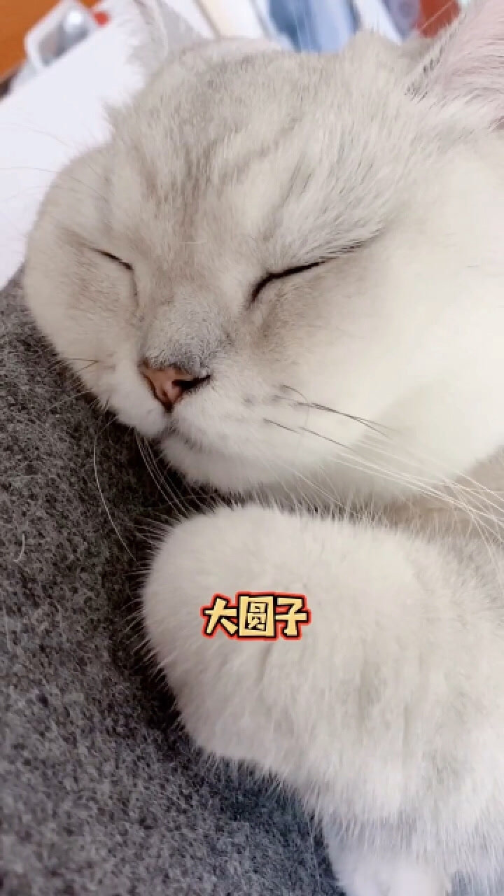 大圆子真的是猫吗?