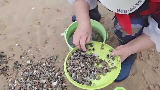 威海雨后的海边,100人海中赶海,阿姨第一次来就爆桶