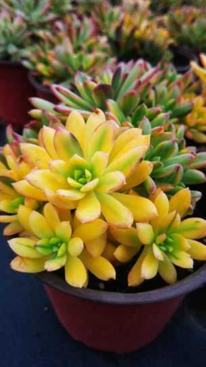 云南多肉植物小叮当锦种植养护