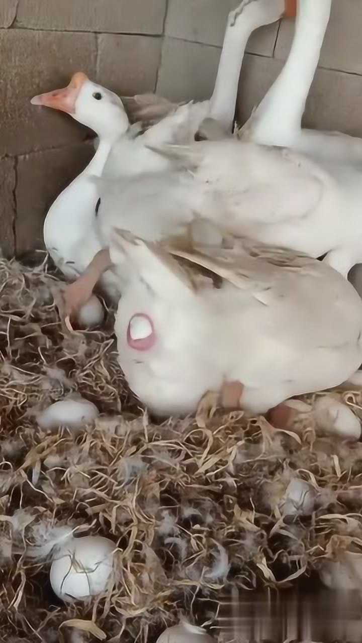 第一次看鹅下蛋这过程可真急人