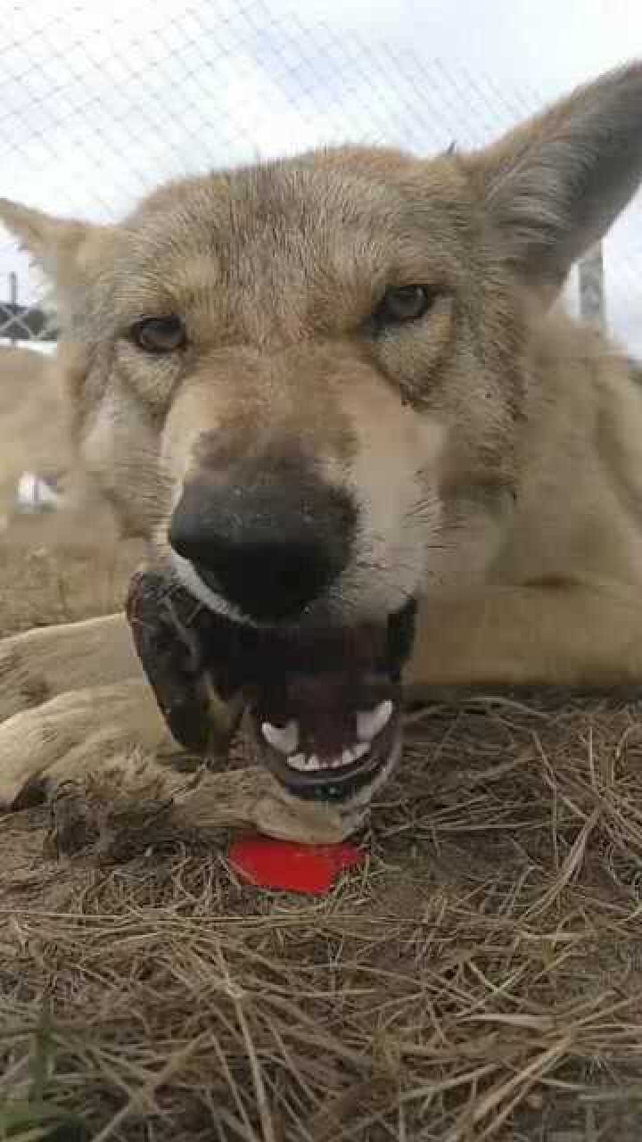 近距离接触真正的狼吃骨头实拍