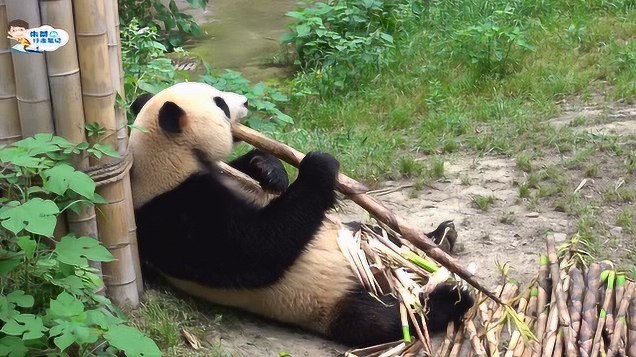 中國竹博園裡的竹子夠熊貓館的國寶吃嗎這吃態萌化了