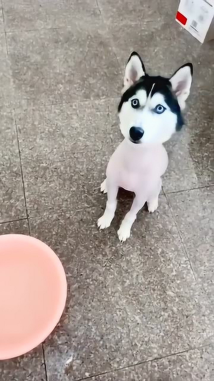 把哈士奇给剃光后笑出眼泪来像只脱了毛的公鸡