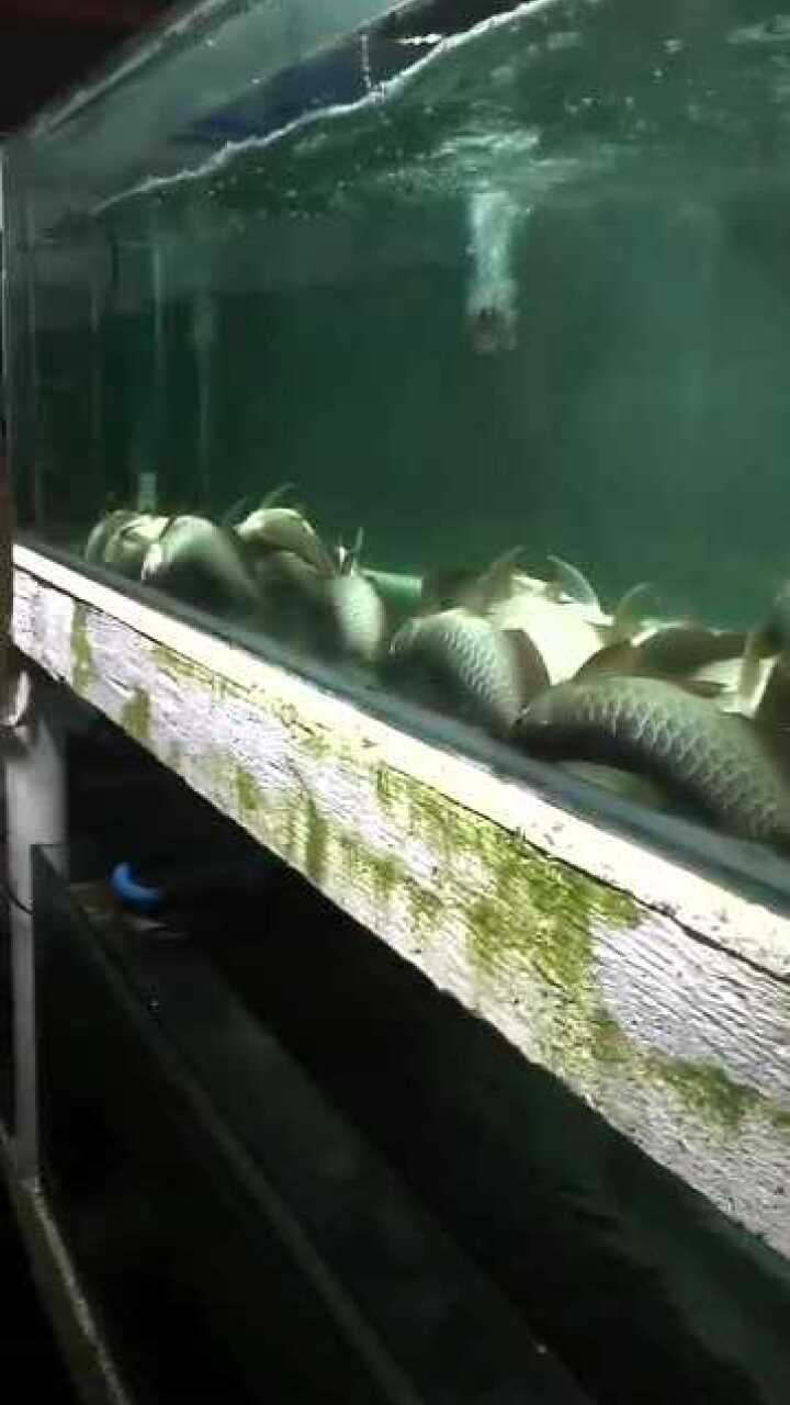 第一次见到龙鱼睡觉原来鱼是这样睡觉的这姿势太逗了