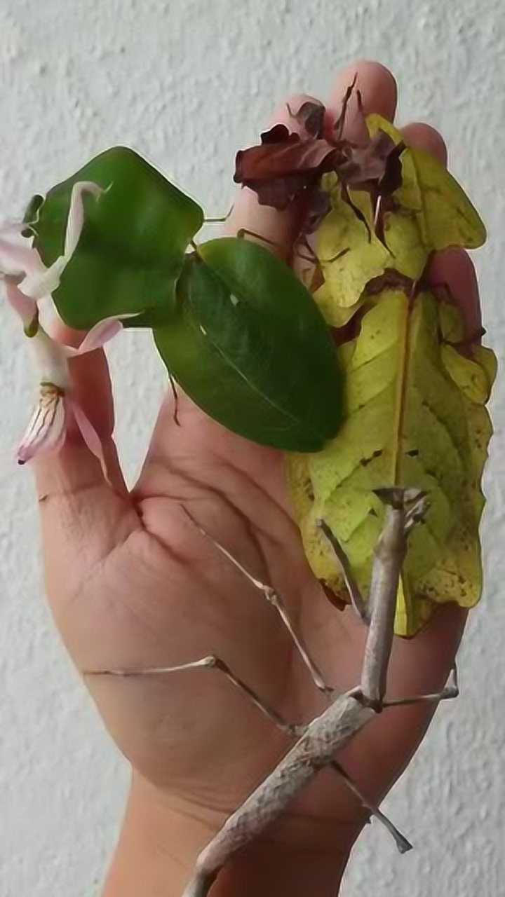 兰花螳螂,枯叶螳螂,竹节虫