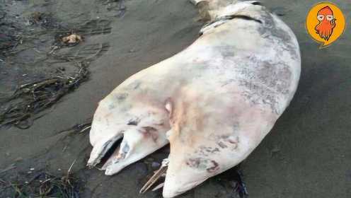 4个在海滩发现的奇怪生物，双头海豚只有一个身体，海洋畸形儿？