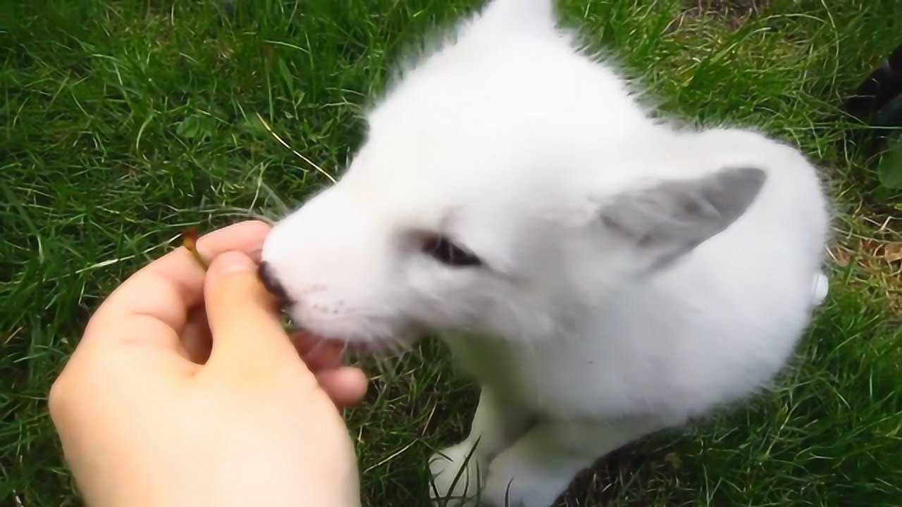 白狐狸毛发颜色太显眼只能养在家中闹腾的不像话