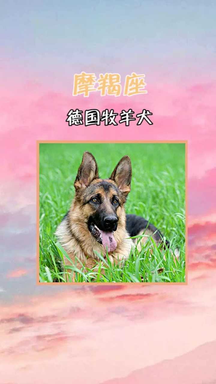 十二星座分别是什么动物