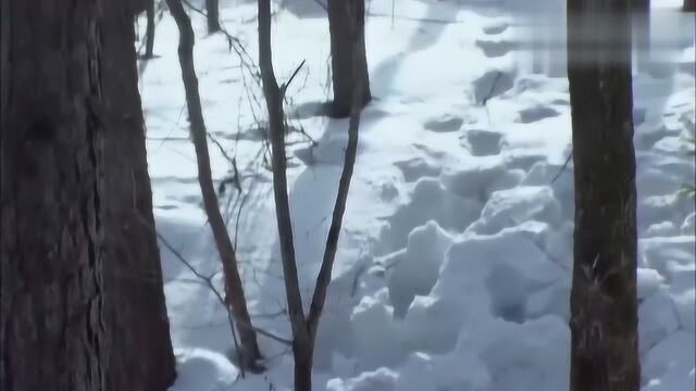 影视段落:无常雪地抓鸡,使出浑身解数,真是一道风景