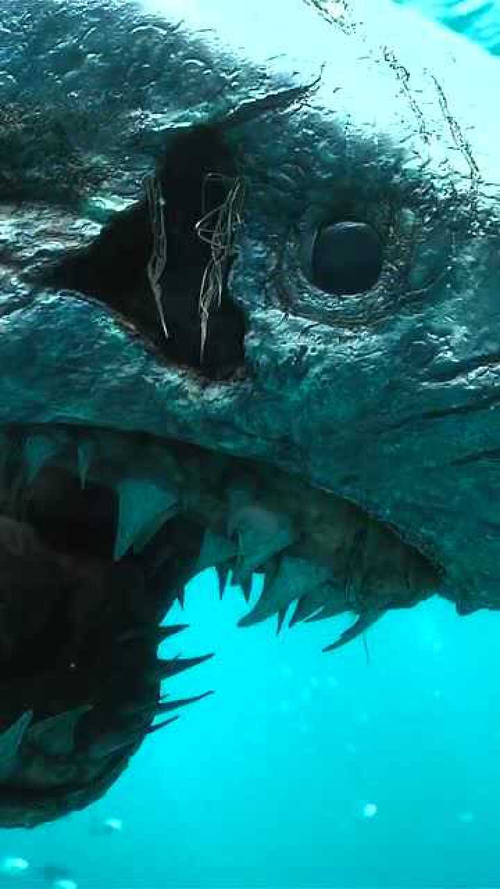 这个画质的加勒比海盗你看过吗鲨鱼身上的每个毛孔都可以清晰的看到