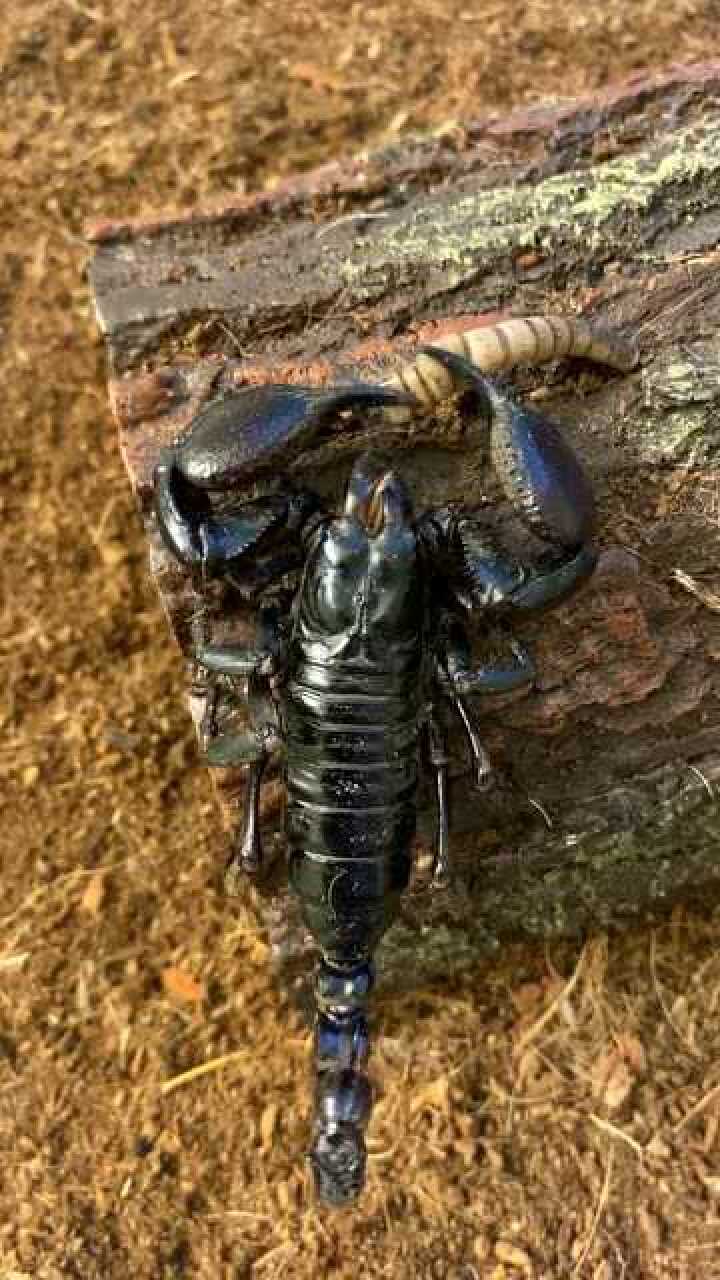 大蝎子吃虫子的样子真霸气钳子好大