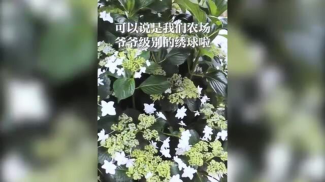 长得比人还高的绣球是什么样?农场镇场之宝巨型白色天使绣球!