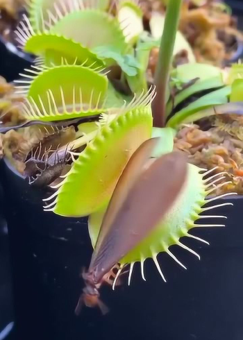 家里养食人草,每天竟喂生肉,它这伙食比我的都好!