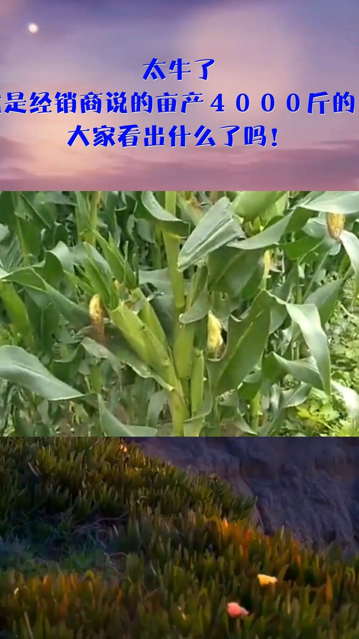 太牛了这就是经销商说的亩产4000斤的玉米大家看出什么了吗
