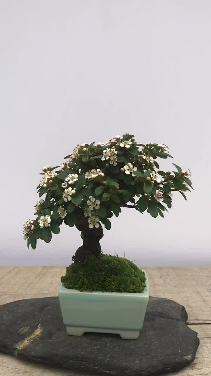 这是白花红果荀子,特别漂亮的小盆景,你们是不是也喜欢啊