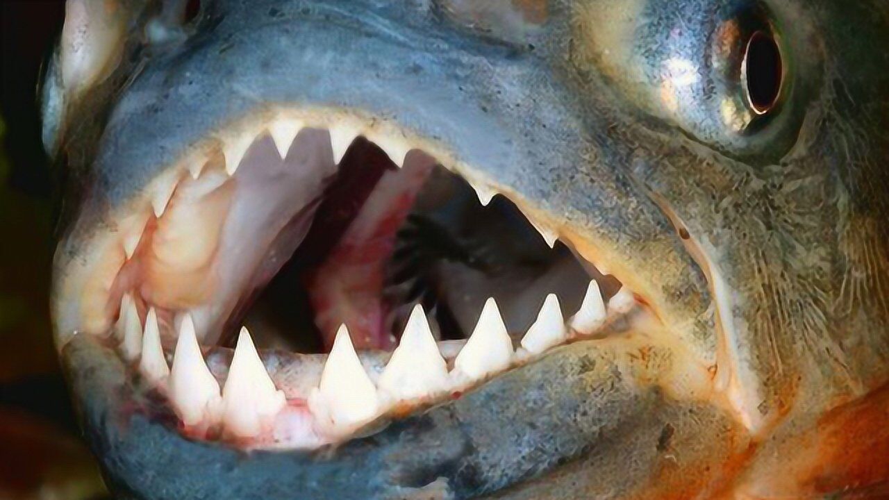 为何食人鱼没称霸淡水河?被天敌一秒消灭30条!网友:真致命