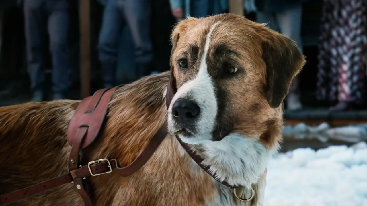 一口气看完《野性的呼唤》没有一点煽情,却超级治愈!