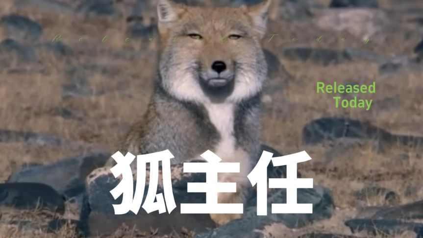 藏狐,唯一一种因为人类长的像它,而有了别称的动物