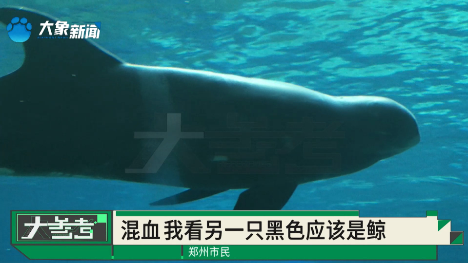 郑州海洋馆"花鲸和海豚"组了cp,繁育出"鲸豚兽宝宝"