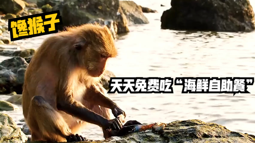 馋猴子天天免费吃"海鲜自助餐",这是一篇堪称"美味"的动物纪录片