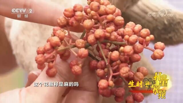 双颗粒梅花椒价格高,每斤的市场价格能达到七八十元