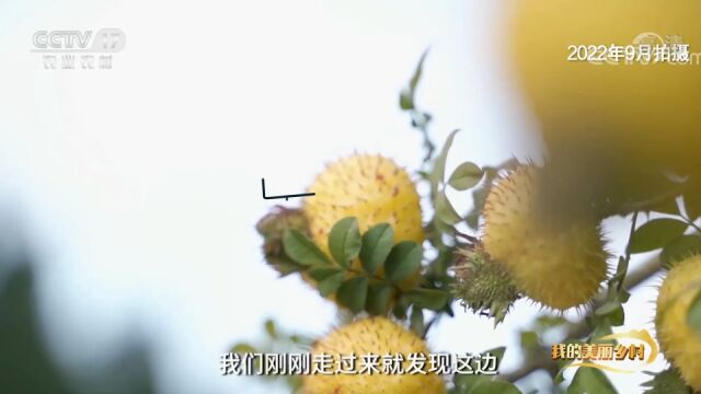 全身长满刺的果子,农民大哥二话不说,一口气吃掉