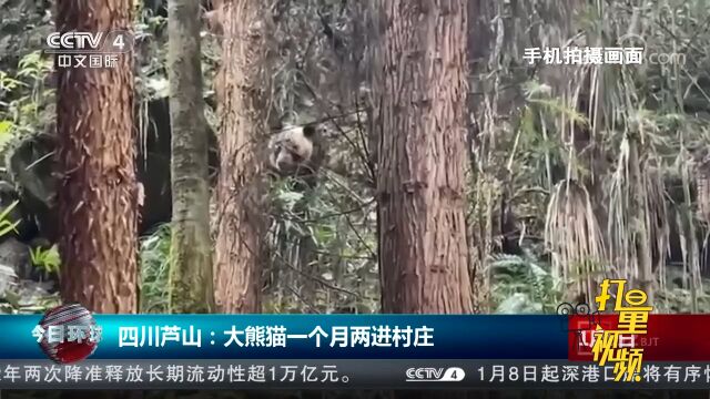 四川芦山:大熊猫一个月两进村庄