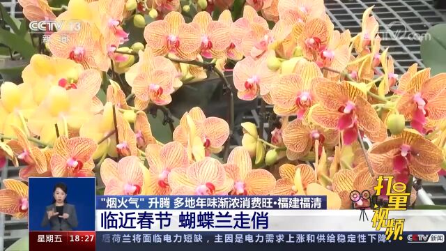 福建福清:临近春节,30万株特色蝴蝶兰已全部售出