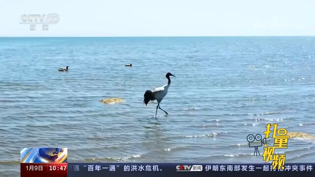 专家历数中国鹤类栖息地版图,湖沼湿地是不同鹤类的共同首选