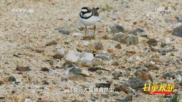 鸟类在巢中孵卵,昆虫也会为后代准备巢穴!比如泥蜂