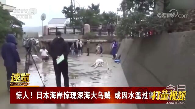 日本海岸惊现深海大乌贼,或因水温过低死亡