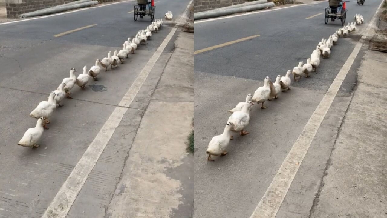 守规矩的鸭!大爷领鸭群过马路,鸭子整齐列队紧跟其后