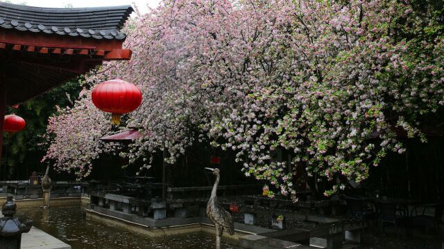 大雁塔东侧鲜为人知的春色:深院藏百年古海棠树,海棠花开得真美