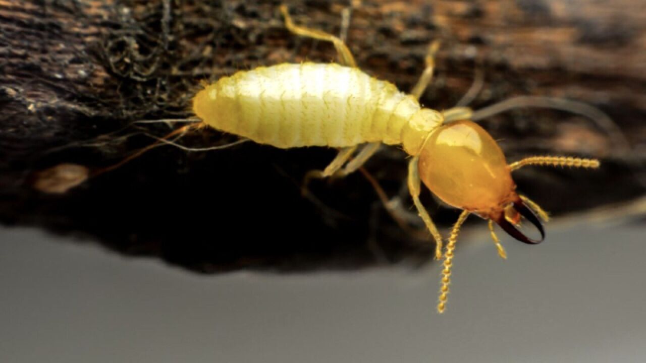 浙江一大坝挖出超百万白蚁,如何判断家中被白蚁入侵?高发期这样除蚁