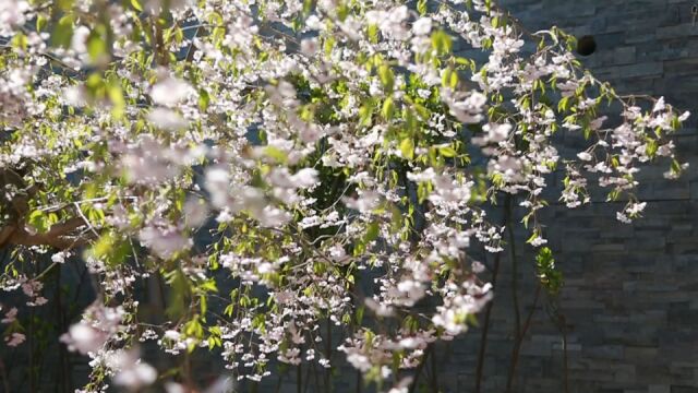 垂枝樱花花枝如同瀑布 美的让人惊叹