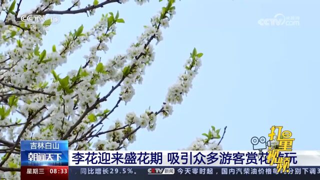 吉林白山:李花迎来盛花期,如云似雪,吸引众多游客赏花游玩