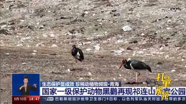 青海:国家一级保护动物黑鹳再现祁连山国家公园